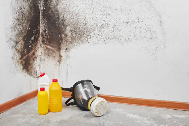 Best Fast Mold Removal  in Vander, NC