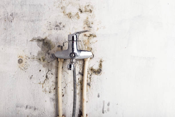 Best Mold Removal Company Near Me  in Vander, NC