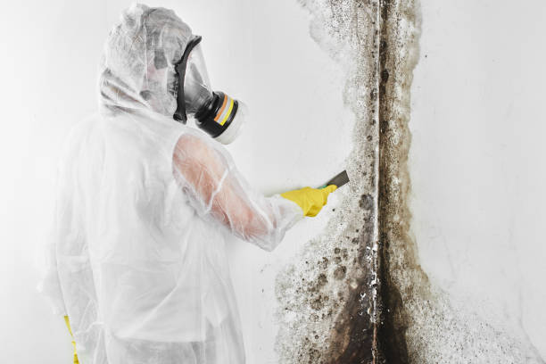 Best Mold Removal and Inspection  in Vander, NC