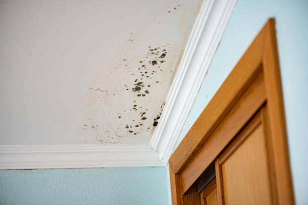 Best Same-Day Mold Removal  in Vander, NC