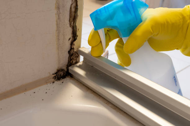 Best Fast Mold Removal  in Vander, NC
