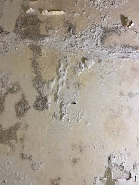 Best Best Mold Removal Companies  in Vander, NC