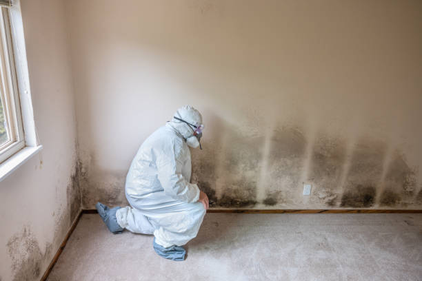 Best Professional Mold Removal  in Vander, NC